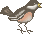 bird-1