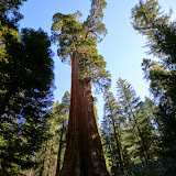 2a maior -  Giant Forest -  Sequoia e Kings Canyon NP, California. EUA