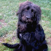 briardmix_lucky.jpg