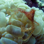Spider crab (Cabilao)