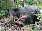 glacier_national_park_-_2009