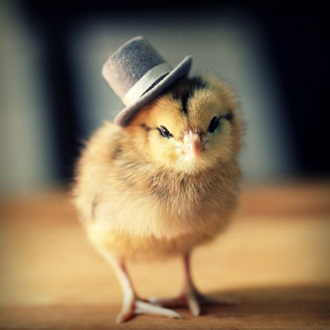 [chick-in-hats-4%255B2%255D.jpg]