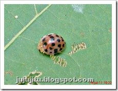 Kumbang Koksi ‘Twentyeight-spotted Potato Ladybird’ (Henosepilachna vigintioctopunctata) 05