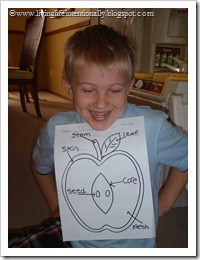 Identifying the parts of an apple