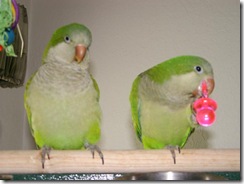 Girl & Oscar