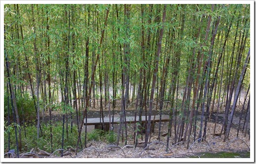 120427_FoothillBG_Phyllostachys-nigra-Boryana