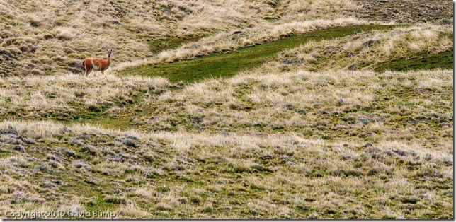 Guanaco Guanaco