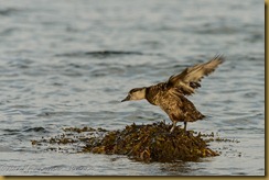 American (Black) Scoter - Melaanitta americana