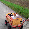 benny_bollerwagen_1.jpg