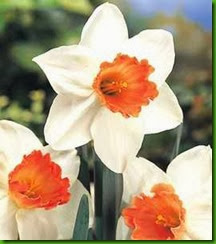 Narcisssus Narcisssus
