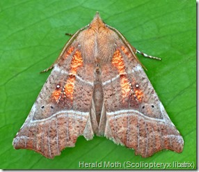 8555 Herald Moth (Scoliopteryx libatrix)