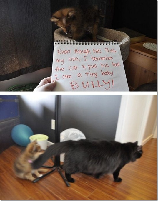 dog-shaming-bad-37