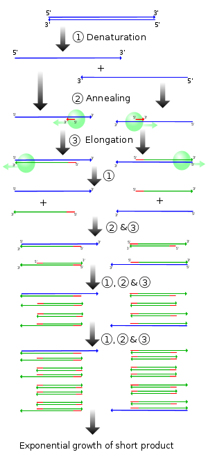 steps in PCR