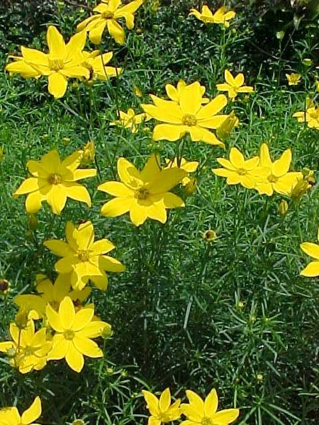 Coreopsis zagreb