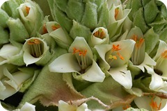puya_fiori puya_fiori