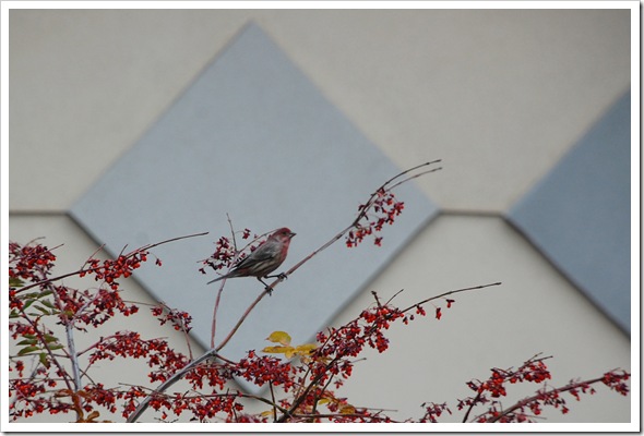 house finch