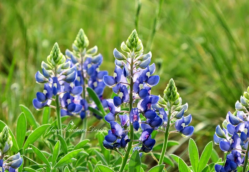 [2014_Bluebonnets33.jpg]