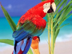 beautiful-parrot_97593-480x360