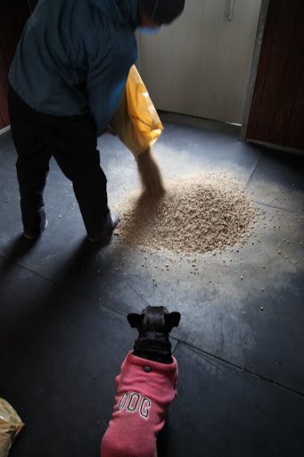 This must be the new horse bedding Betsy was talking about.  She said it's made from grain straw and it's called STREUfex.  www.streufex.com