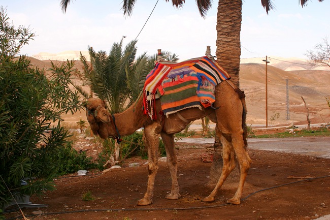 _MG_7459