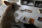 Wait...this can't be right...there's no French Bulldog in this deck!  That's just not fair!