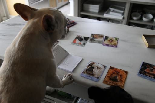 Wait...this can't be right...there's no French Bulldog in this deck!  That's just not fair!