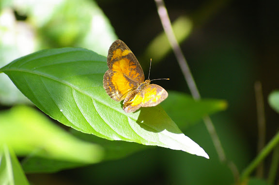 Tegosa claudina ESCHSCHOLTZ, 1821. Saül (Guyane), 2 décembre 2011. Photo : J.-M. Gayman