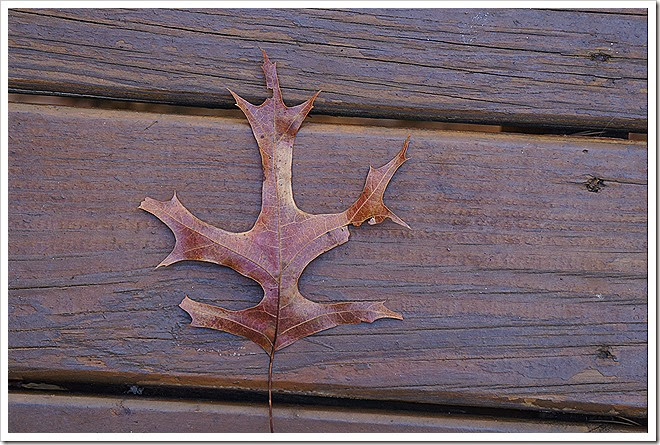 leaves-public-domain-pictures-1 (20) leaves-public-domain-pictures-1 (20)