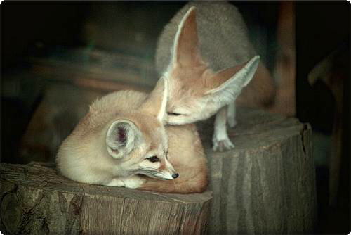 Fennec Fox (Vulpes zerda)