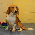 George, from Clarksville, Tennessee has been adopted by a very nice family. A great life lies ahead of him!