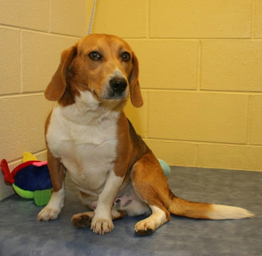 George, from Clarksville, Tennessee has been adopted by a very nice family. A great life lies ahead of him!