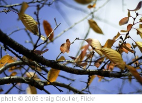 'leaf selection' photo (c) 2006, craig Cloutier - license: http://creativecommons.org/licenses/by-sa/2.0/