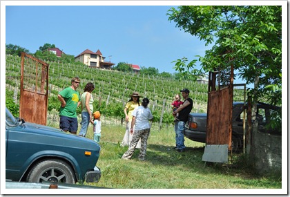 Vinyard Vinyard