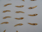 Adding the magnets to the backs of the feathers we used to display our escort cards.