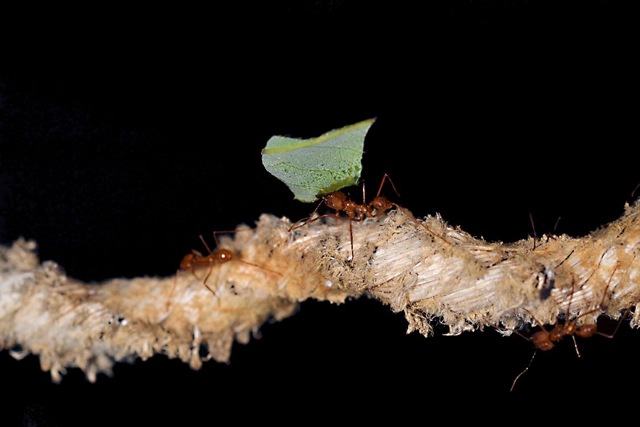[1st%2520-%2520Nimmo%2520D%2520-%2520Leaf%2520cutter%2520ants%25202011%2520resized%255B5%255D.jpg]