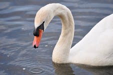 DSC_1177.JPG