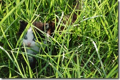 kitty3