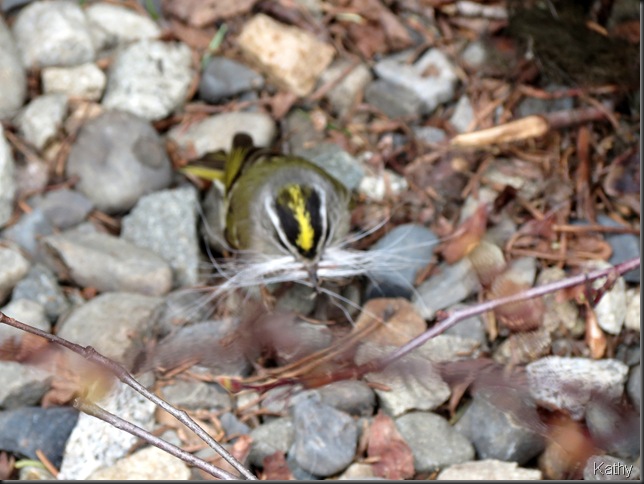 Gold-crowned Kinglet with nesting material