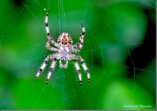 C07 araña DSC_0631R