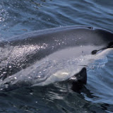 Atlantic white-sided dolphin