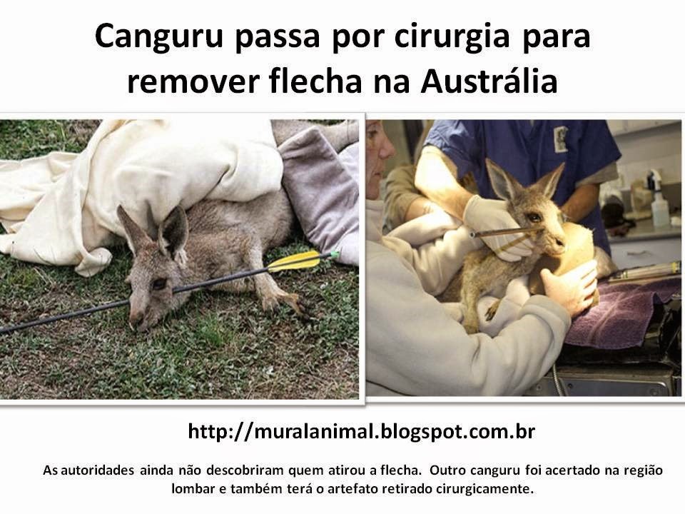 [Canguru%2520passa%2520por%2520cirurgia%2520para%255B3%255D.jpg]