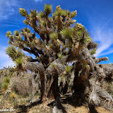 Joshua Tree - Deserto do Mojave - estrada para Sequoia e Kings Canyon NP, California. EUA