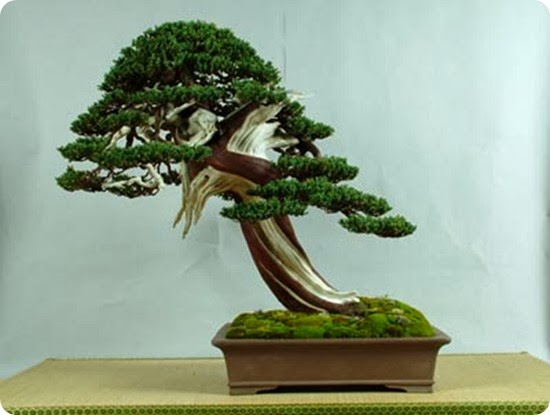 stemberger_juniperus_procumbens stemberger_juniperus_procumbens