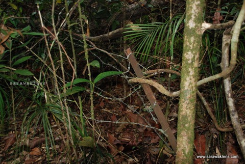 gunung_gading_summit_hike_29