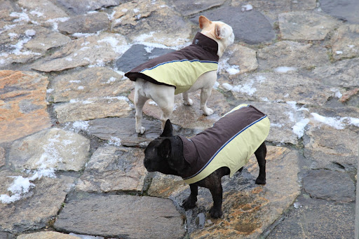 Well, Sharkey, it may not be weather for playing in the snow, but let's take a walk around the farm and get some exercise anyway!