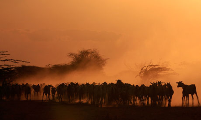 A herd of goats at Dadaab refugee camp in Kenya. The current drought conditions have been caused by successive seasons with very low rainfall. Thomas Mukoya / Reuters