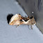 Celery Looper Moth