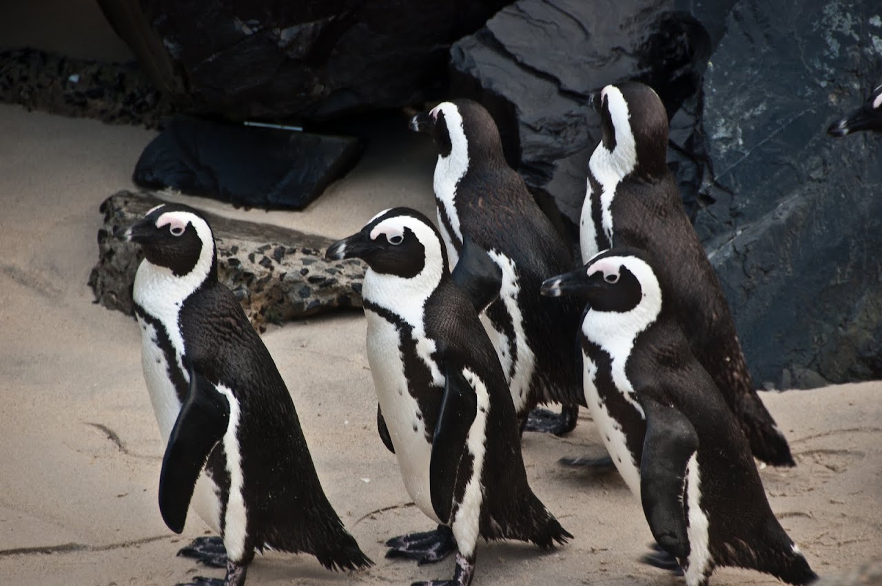 Penguins at Boulder Beach