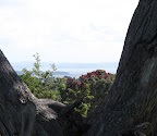 One Tree Hill