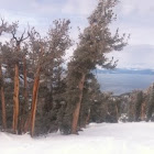 pine trees